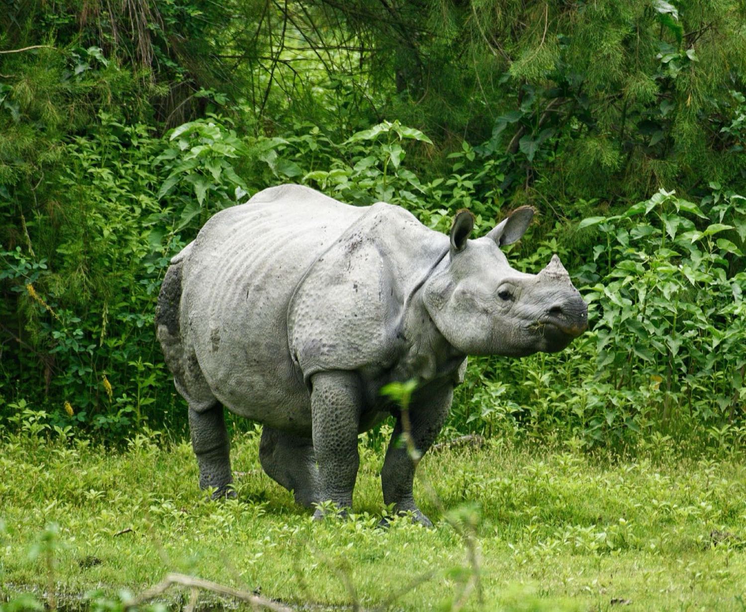 Rhinocéros dans la végétation du parc national de Chitwan