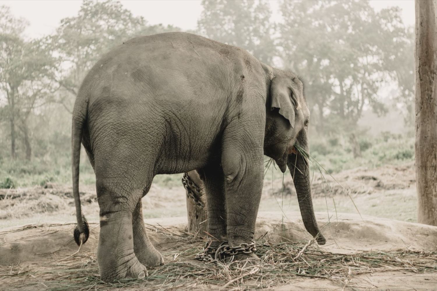 Éléphant dans la jungle du parc national de Chitwan